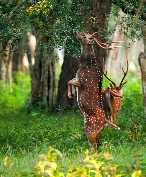 Sri Lankan Axis Deer, Spotted Deer (Axis axis ceylonensis) in Yala National Park